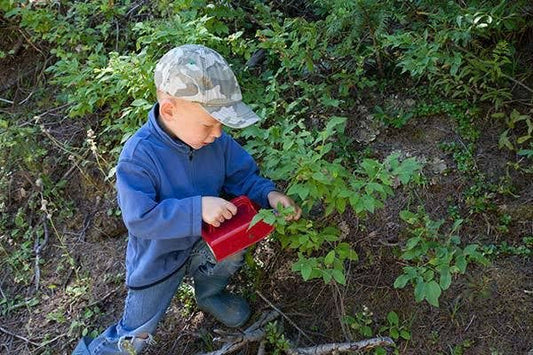 Child Berry Picker Plastic Comb | Linden Sweden
