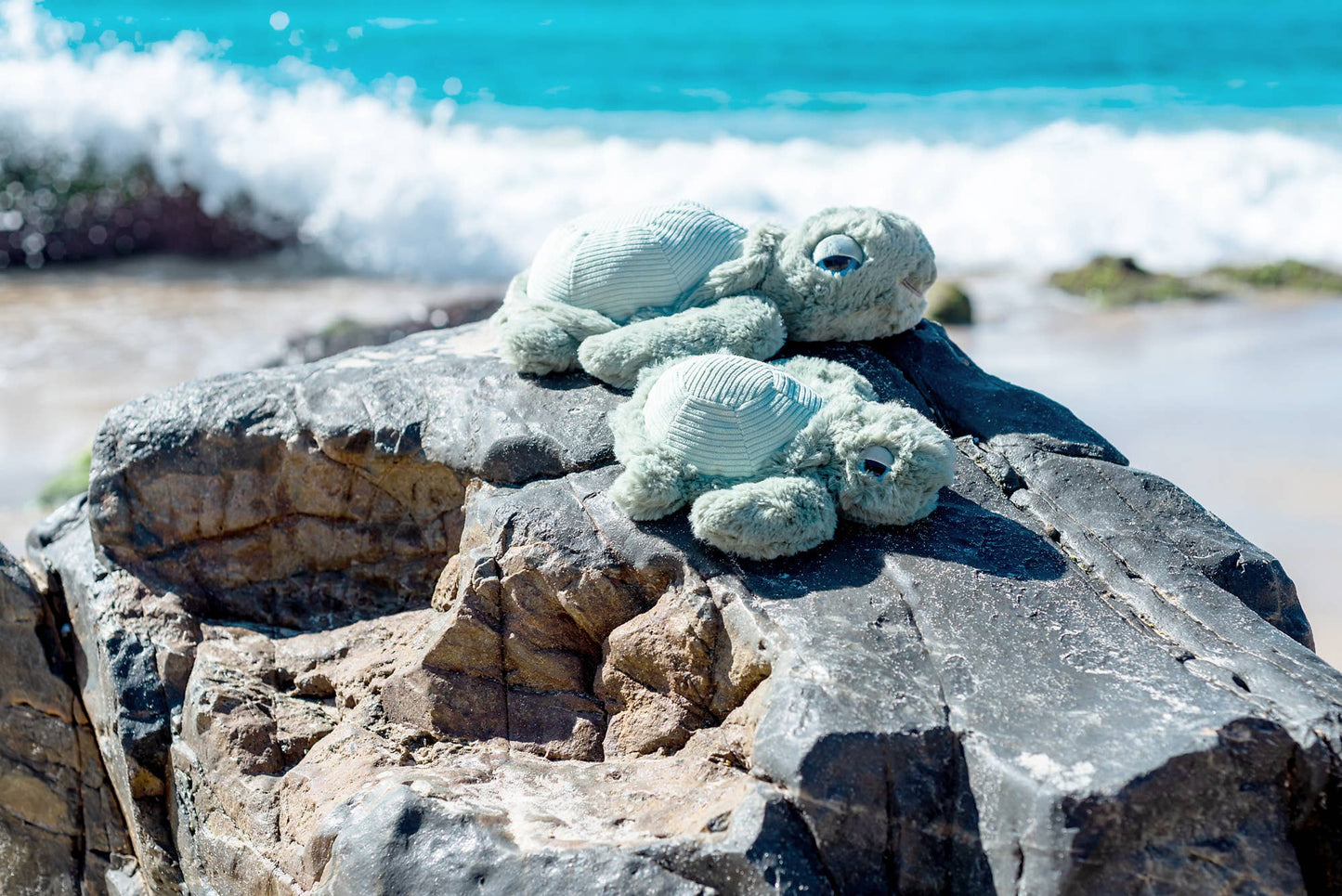 Little Tyler Turtle | OB