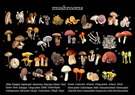 Mushroom Vinyl Placemat | Alphie and Ollie