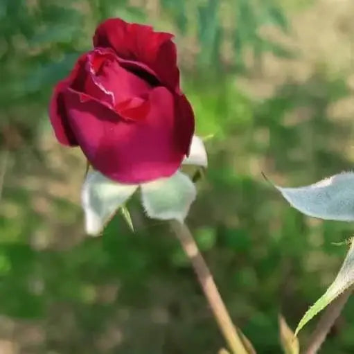 Damask Rose Petals - Single Origin Spice & Seasoning | Burlap & Barrel