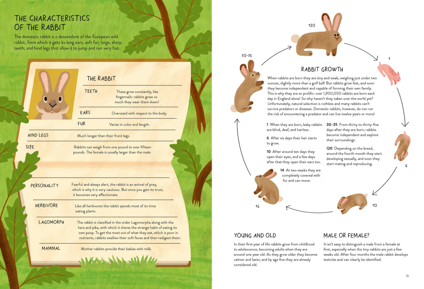 Rabbitology | Chronicle Books