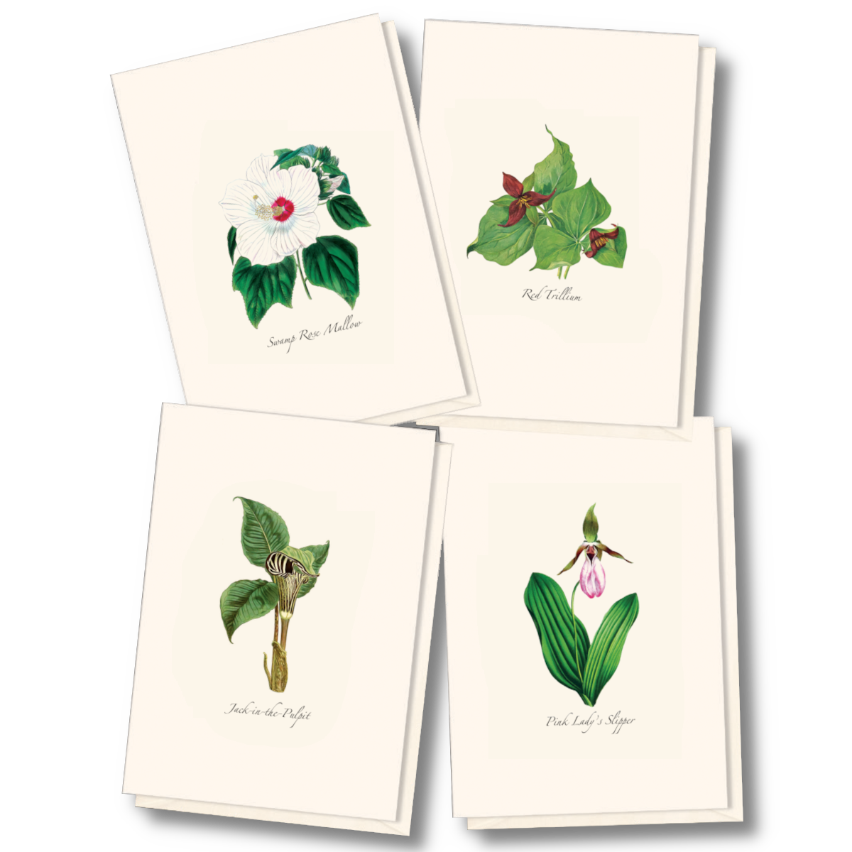 Set of 8 Boxed Cards (Various Designs) | Earth Sky + Water