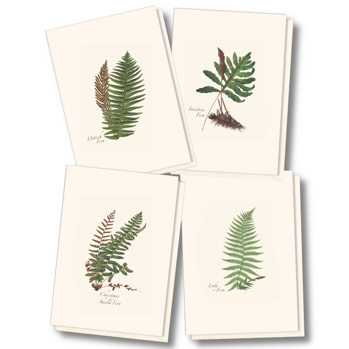 Set of 8 Boxed Cards (Various Designs) | Earth Sky + Water