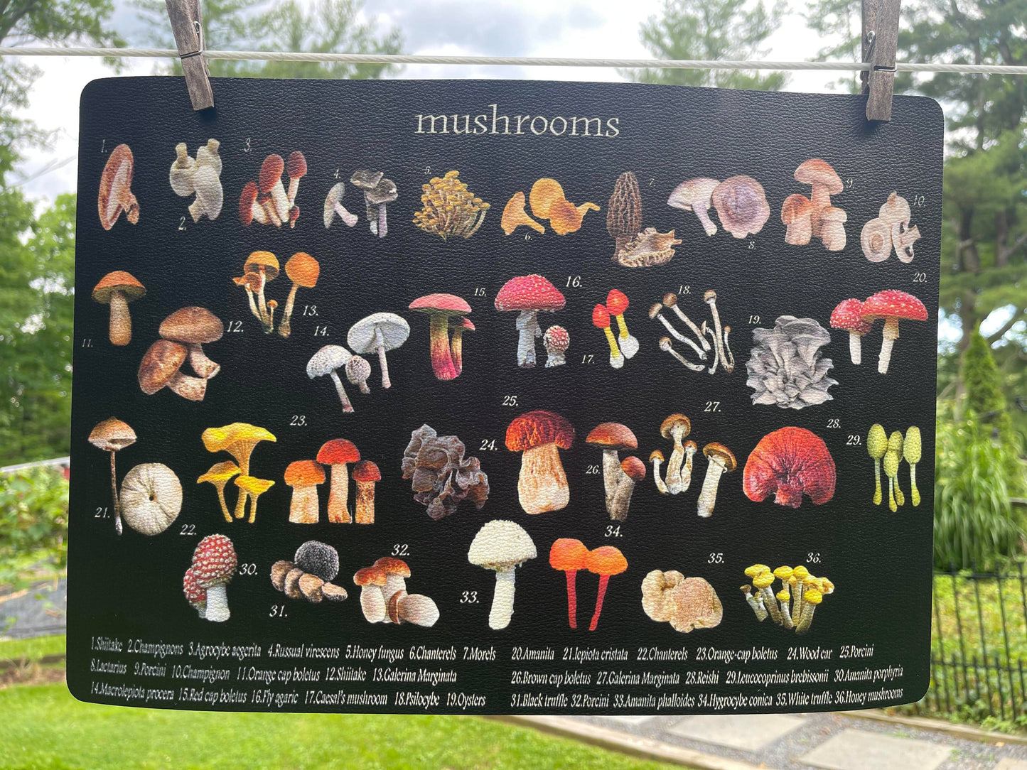 Mushroom Vinyl Placemat | Alphie and Ollie