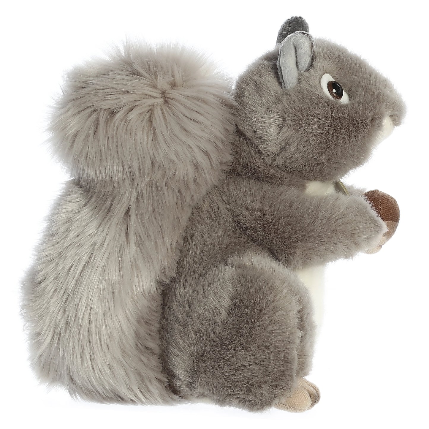 Grey Squirrel | Miyoni