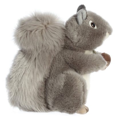 Grey Squirrel | Miyoni