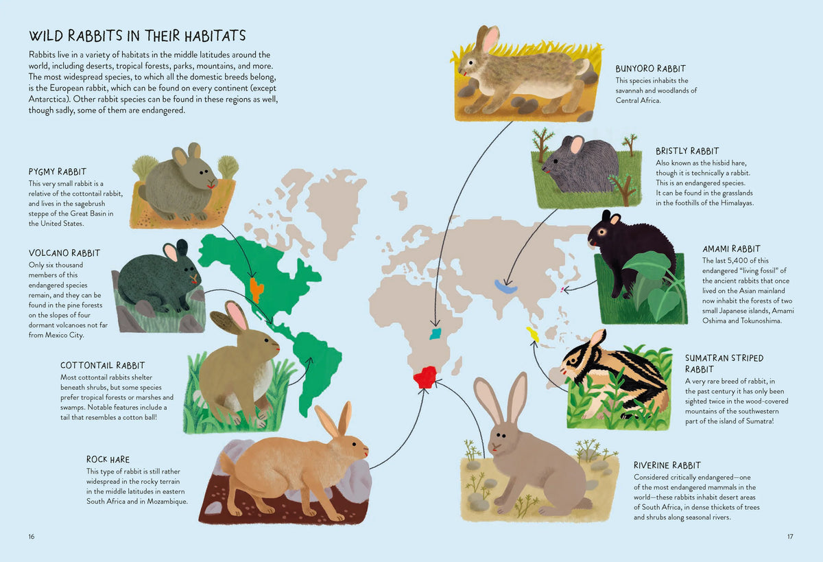 Book On Rabbit Colony Rabbitology | Chronicle Books – English Country Market