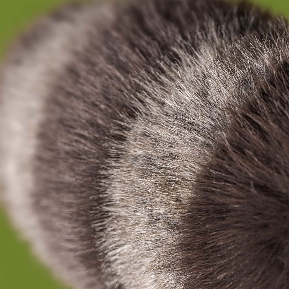 Trixiwoo Raccoon | Jellycat