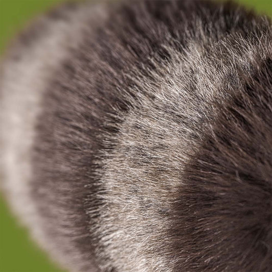 Trixiwoo Raccoon | Jellycat