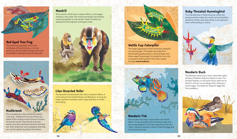 Incredible Animals | Barefoot Books