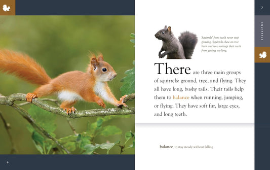 Squirrels | Ashley Gish